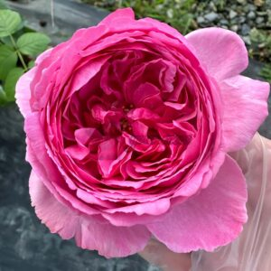 Pomander Rose丨Your roses