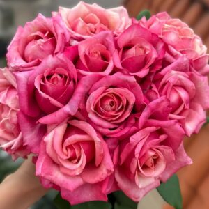 Pompidou Rose丨Your roses