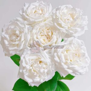 Pope John Paul l Rose for sale丨Your roses