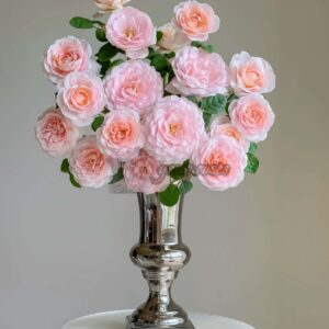 Queen of sweden Rose for sale丨Your roses