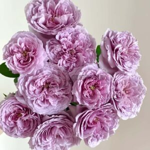 Repartil Rose for sale丨Your roses