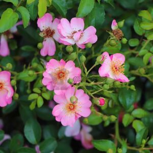 Rimse Rose for sale丨Your roses