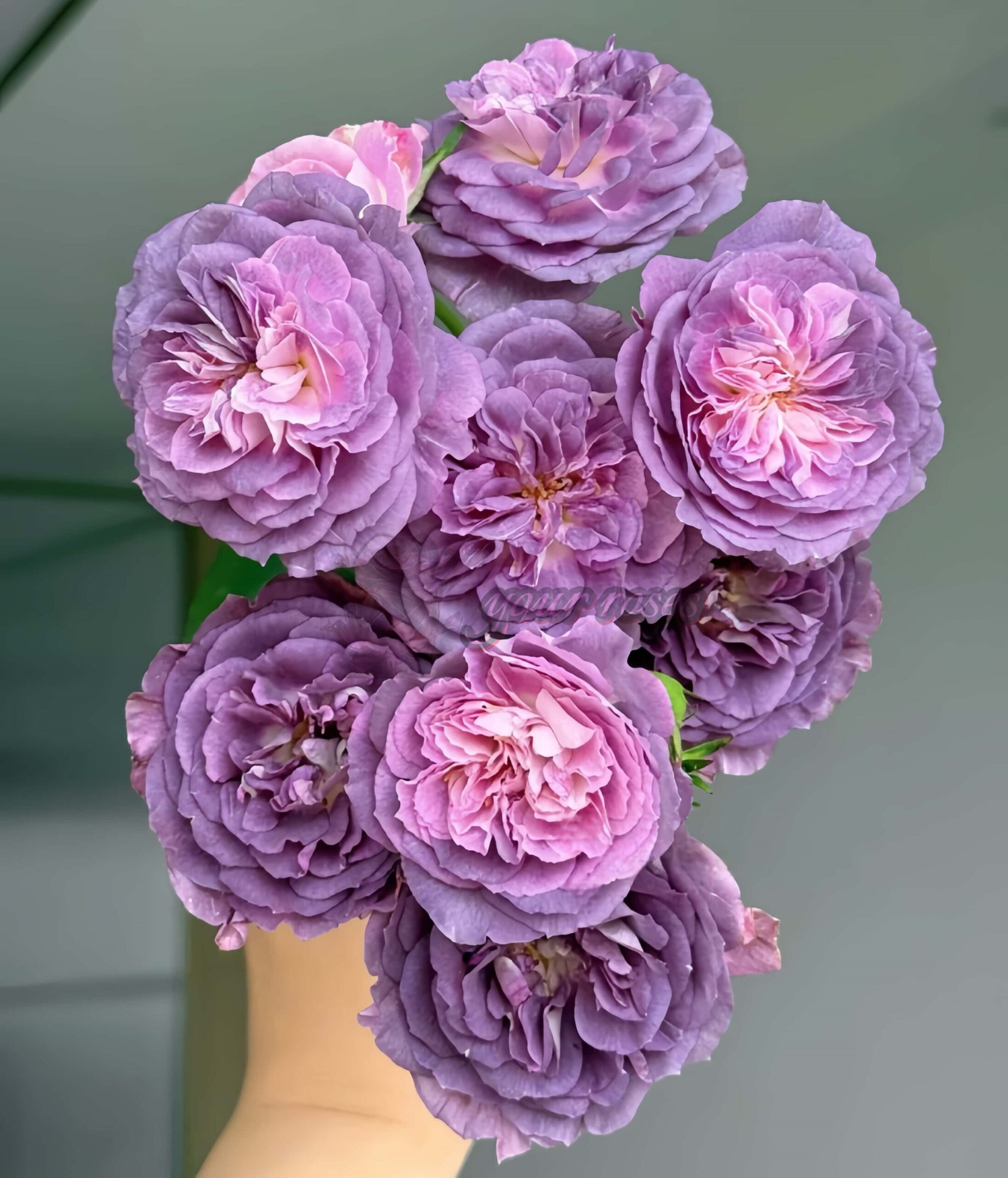 Rinaldo Rose for sale丨Your roses