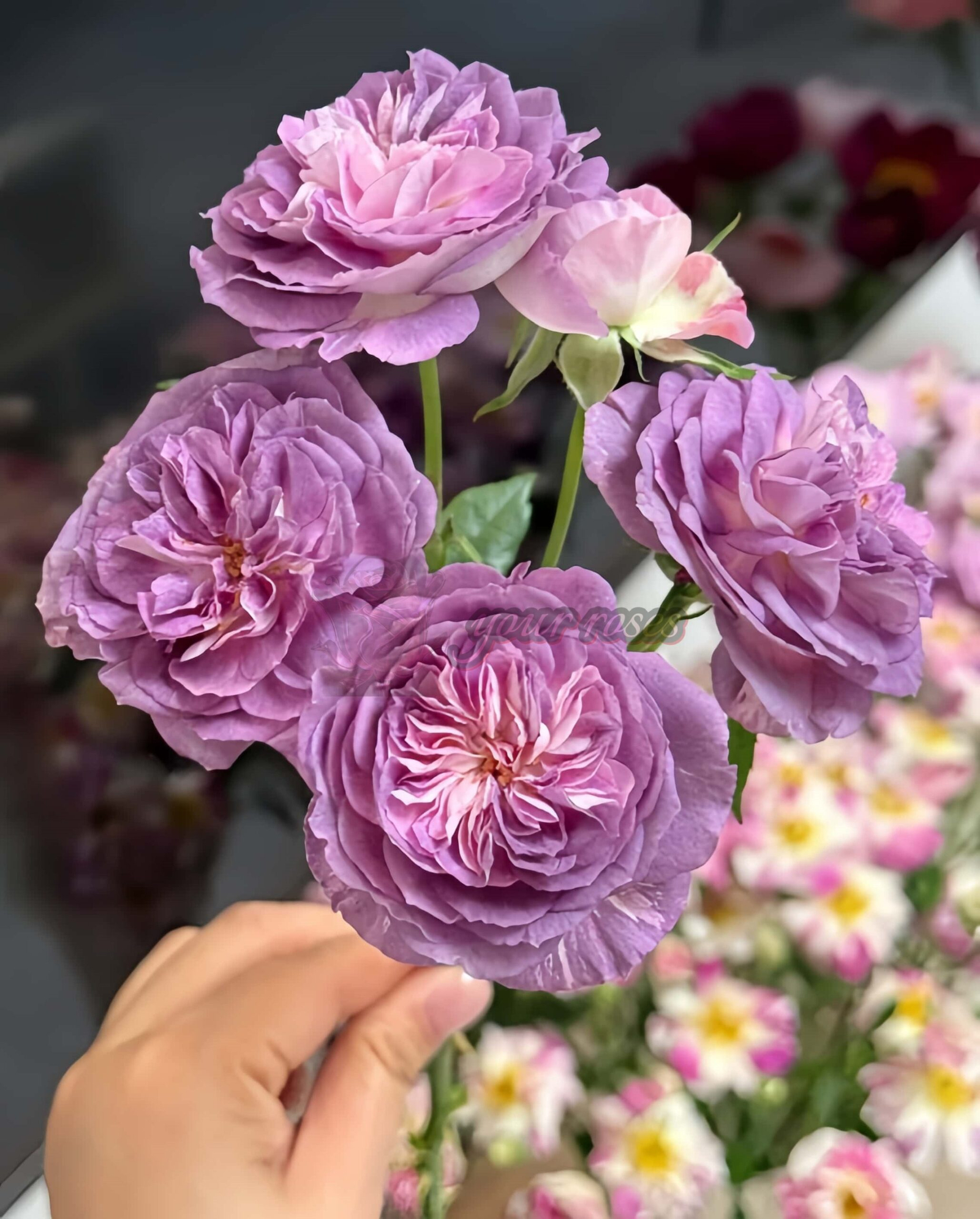 Rinaldo Rose plant丨Your roses