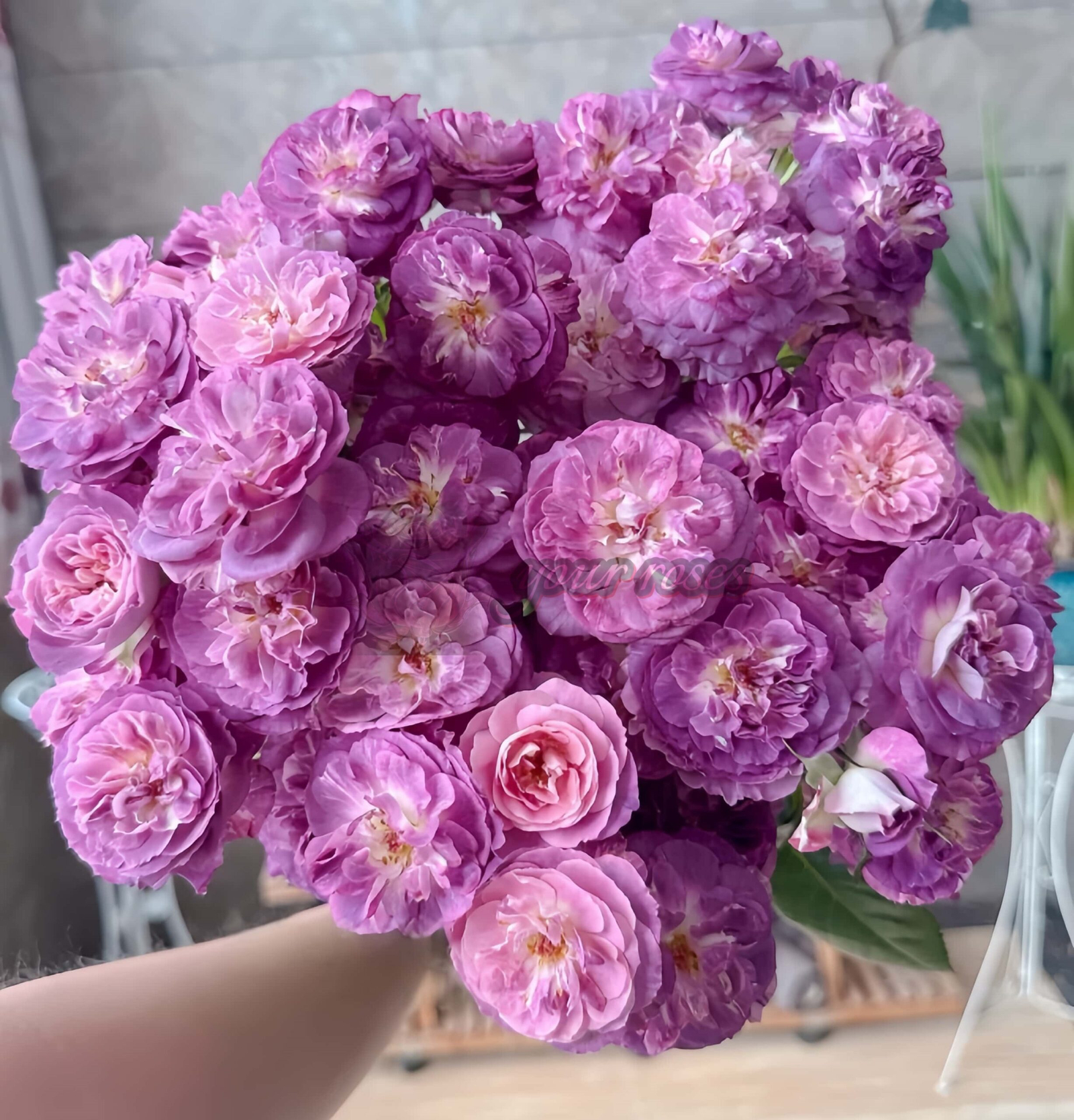 Rinaldo Rose丨Your roses