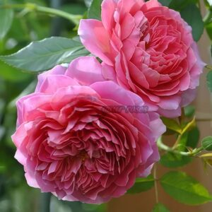 Robe ala FrancAlse Rose丨Your roses