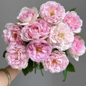 Rose Antoinette丨Your roses