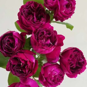 Royal MondAln Rose丨Your roses