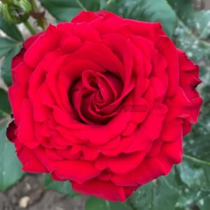 Rural Velvet Shine Rose for sale丨Your roses