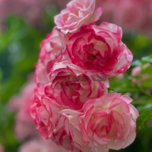 Sakuragasumi Cl Rose for sale丨Your roses