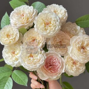 Savon Rose for sale丨Your roses