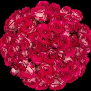 Sedna Rose plant丨Your roses