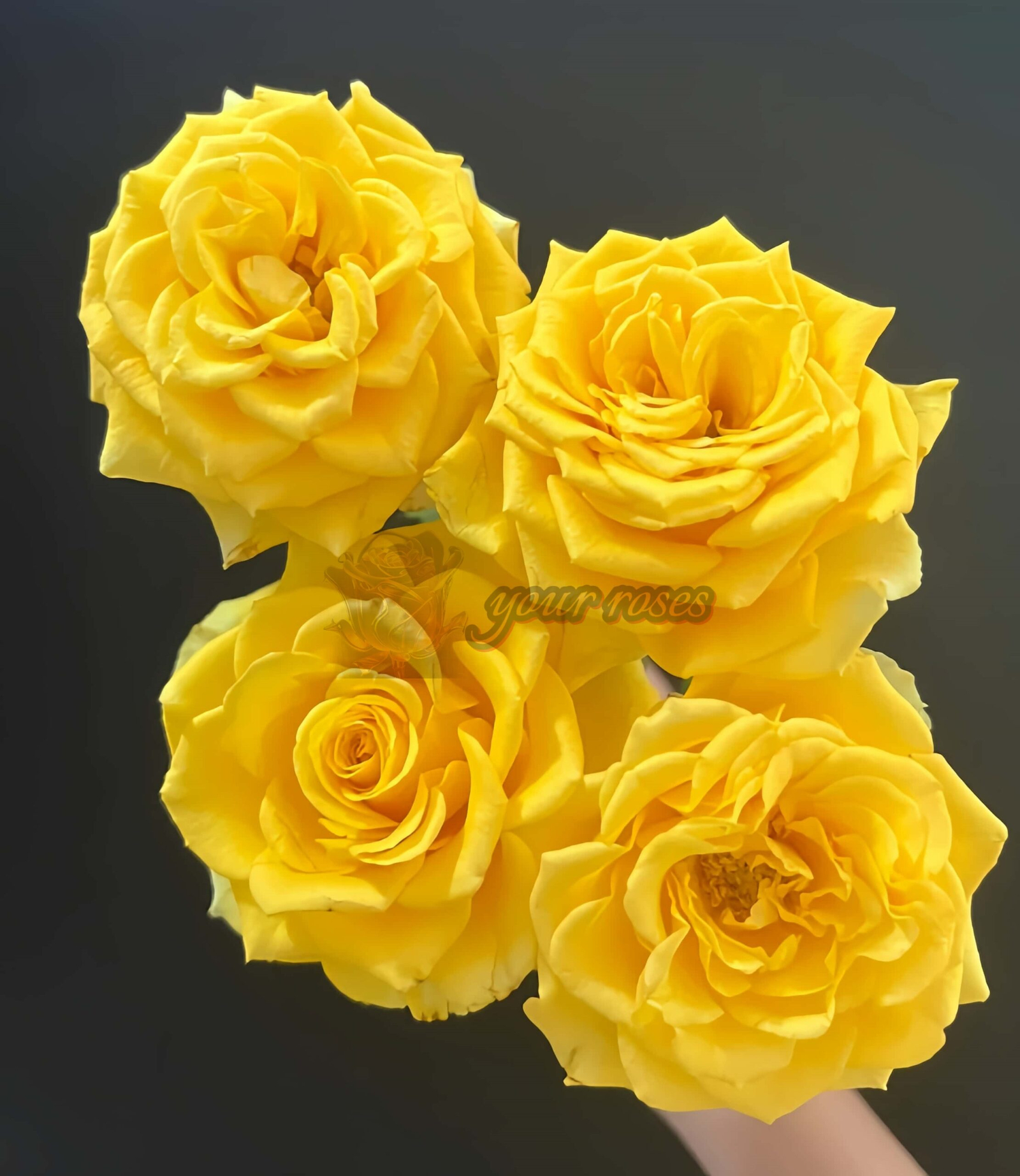 Shell Rose丨Your roses