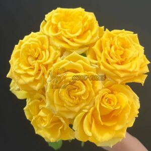 Shell Rose for sale丨Your roses