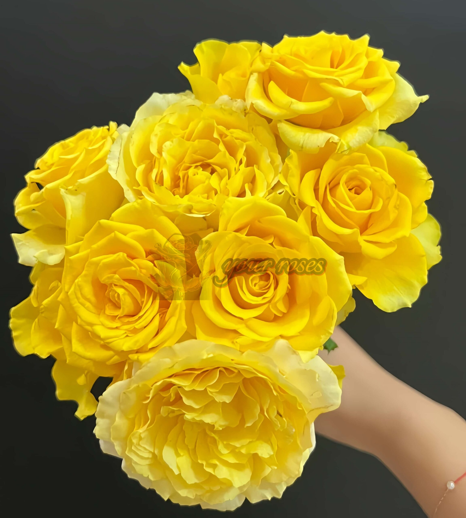 Shell Rose丨Your roses