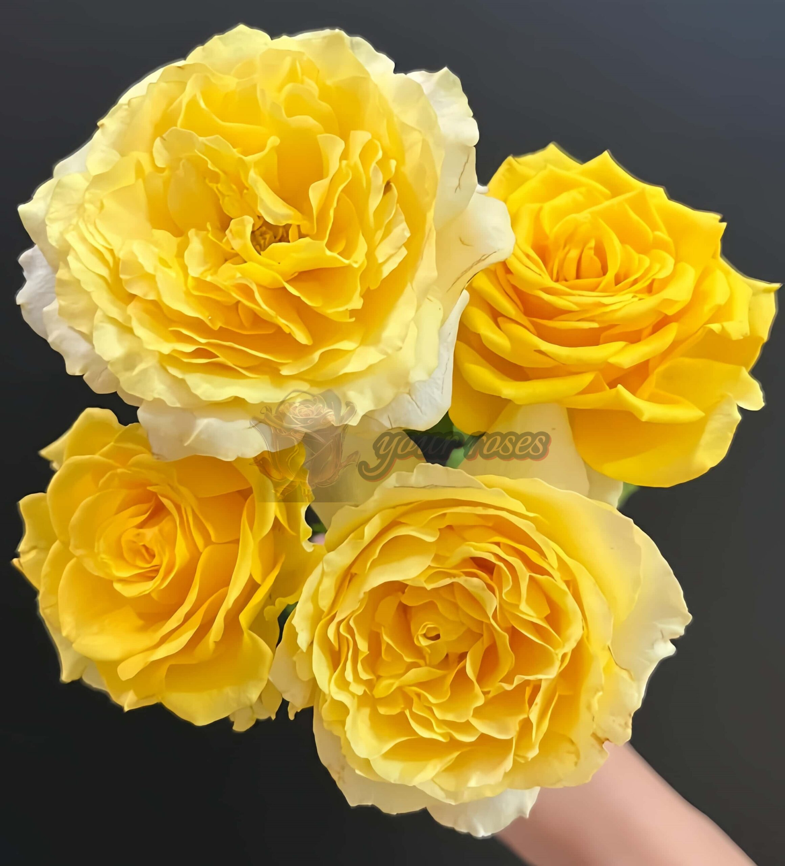 Shell Rose plant丨Your roses