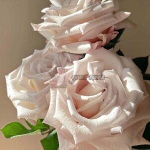 Sliver sand Rose plant丨Your roses