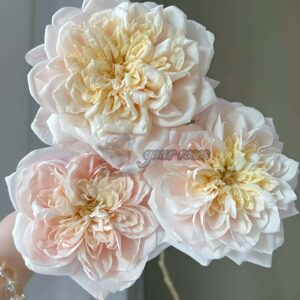 Solahana Rose丨Your roses