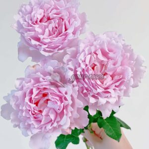 Sophie Rochas Rose plant丨Your roses