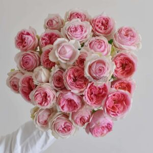 Strawberry Chameleon Rose丨Your roses