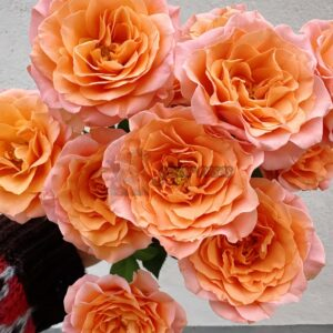 Sundial Rose for sale丨Your roses