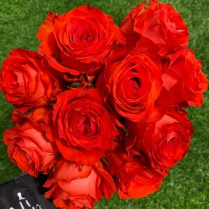 Sunset Glow Rose for sale丨Your roses