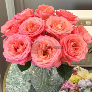 Sweet Mama Rose丨Your roses