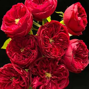 Tess Rose plant丨Your roses