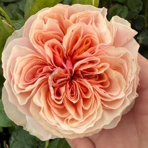 Tip-Top Rose for sale丨Your roses