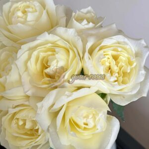 Vania lce Rose for sale丨Your roses