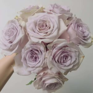 Vanquish Rose丨Your roses