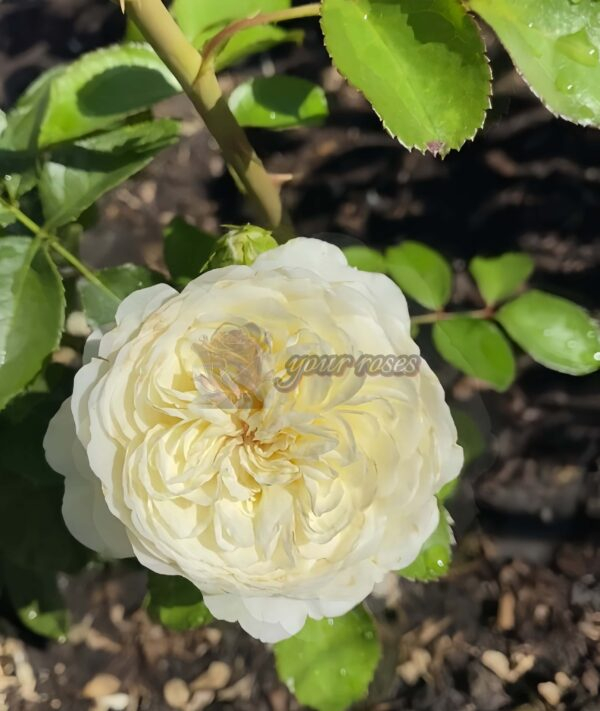 Victoria Wedding Rose Plant|维多利亚婚礼 -