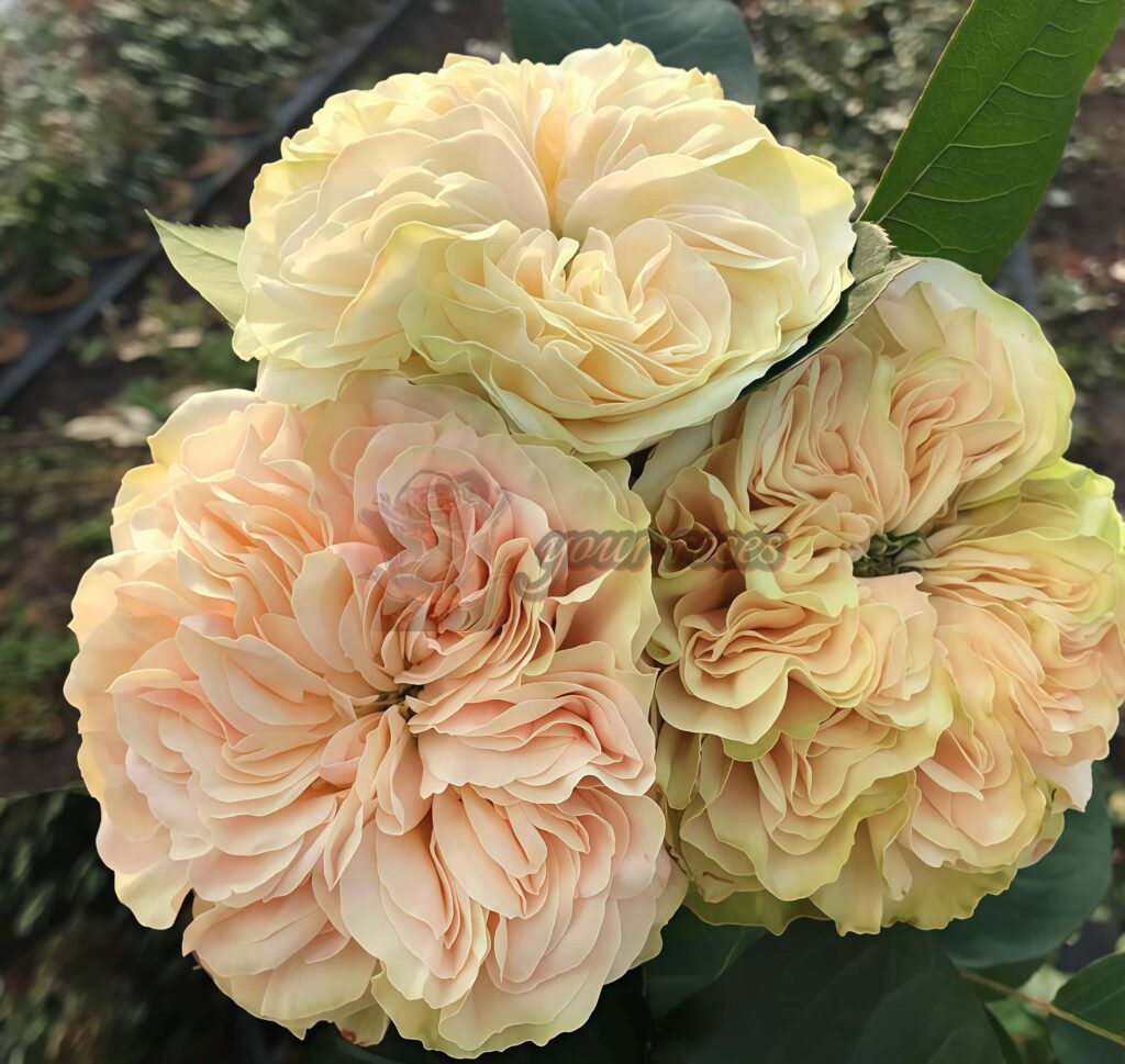 Victoria Wedding Rose Plant|维多利亚婚礼 -