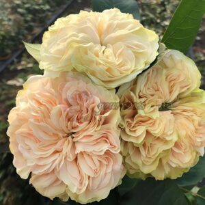 Victoria Wedding Rose丨Your roses