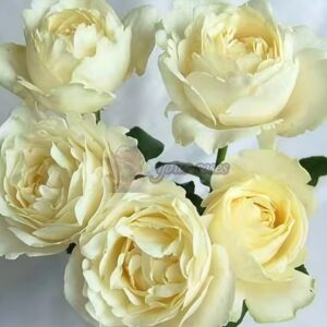 White Master Rose丨Your roses