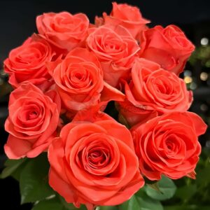 Wow Rose plant丨Your roses