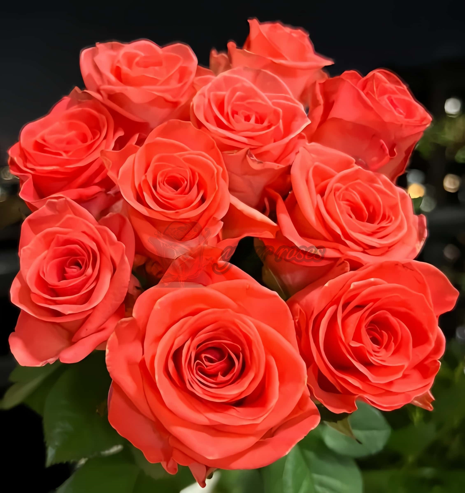 Wow Rose plant丨Your roses