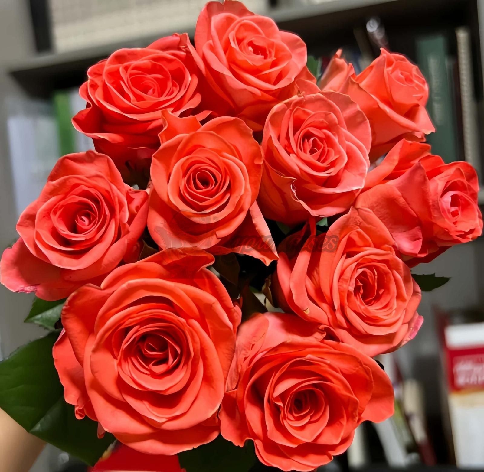 Wow Rose丨Your roses