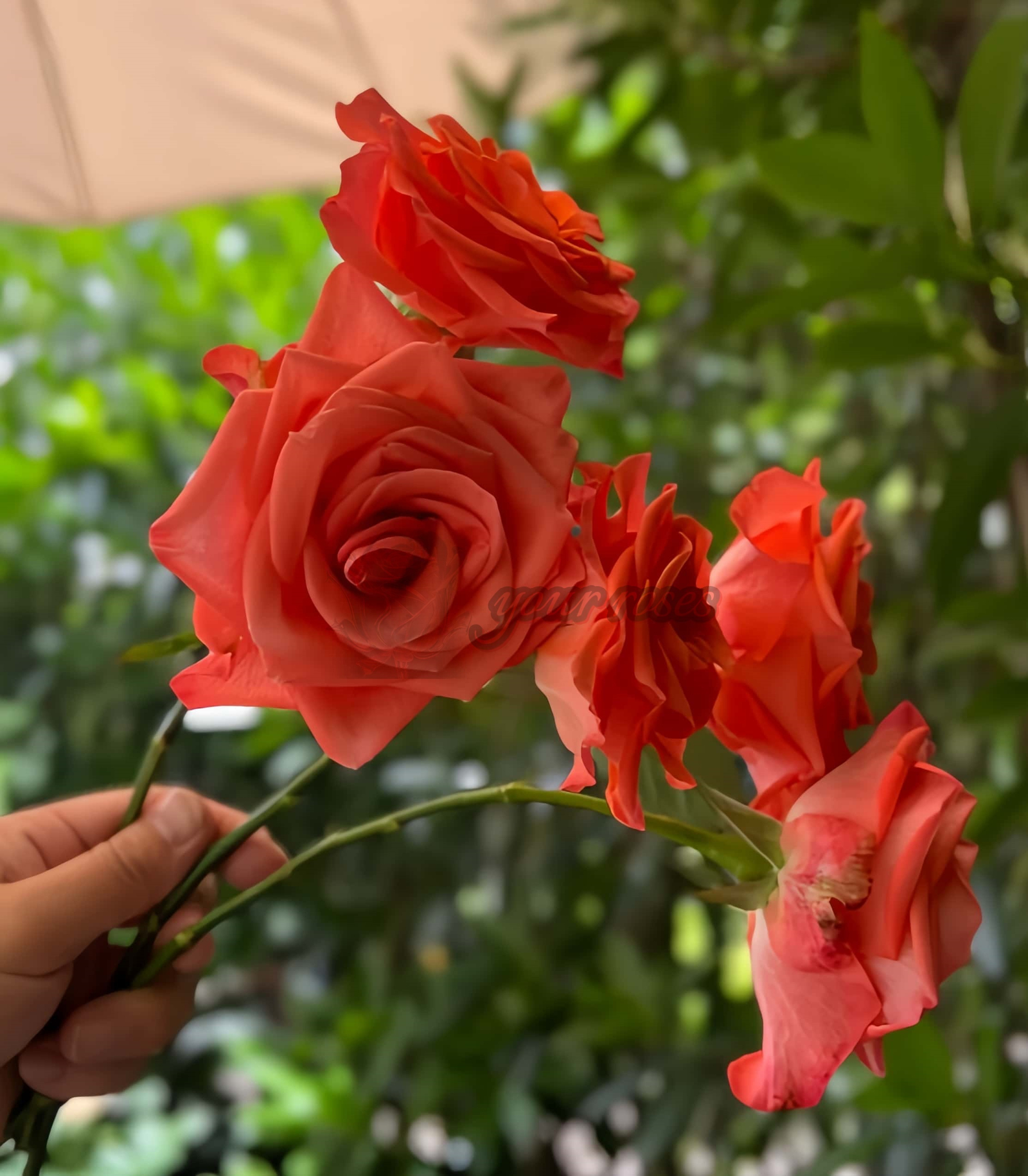 Wow Rose丨Your roses