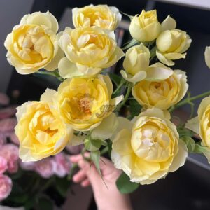 Yellow cheerleading Rose for sale丨Your roses