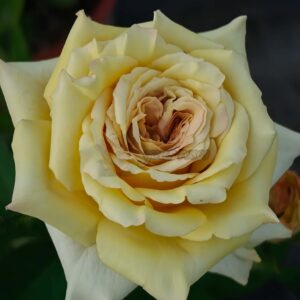 Zen Rose plant丨Your roses