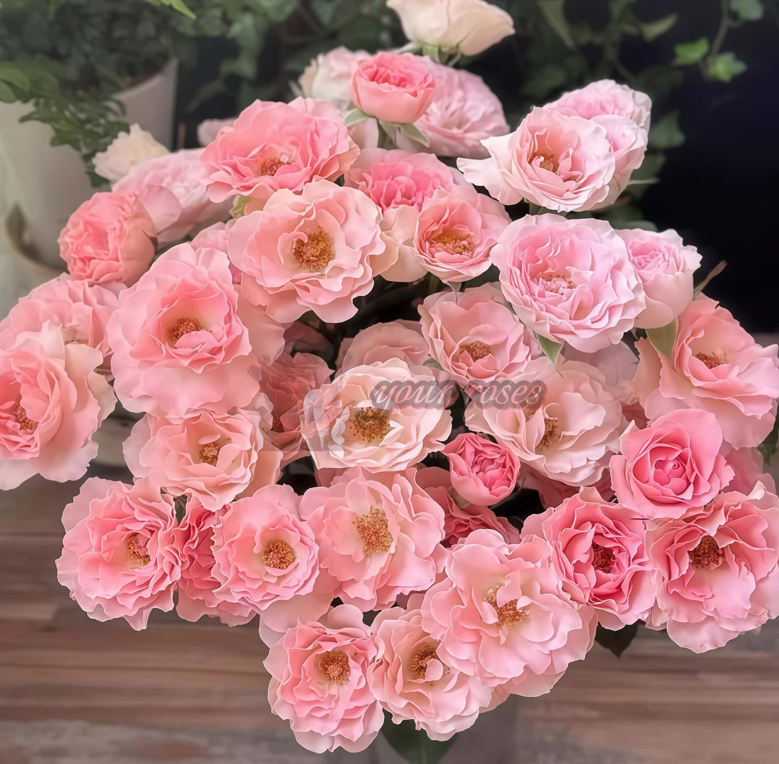 constellation Rose for sale丨Your roses