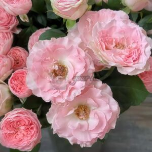 constellation Rose丨Your roses