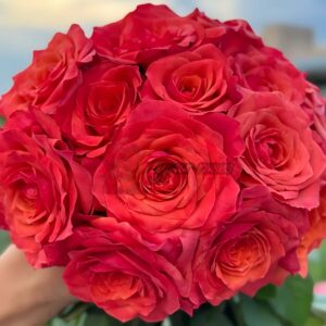 hard rock Rose for sale丨Your roses