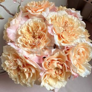 issei Rose plant丨Your roses