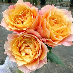 light spirit Rose for sale丨Your roses
