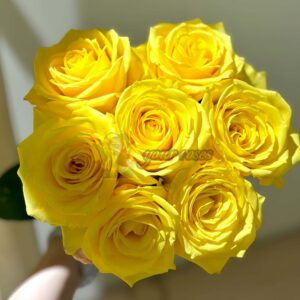 lios Rose for sale丨Your roses