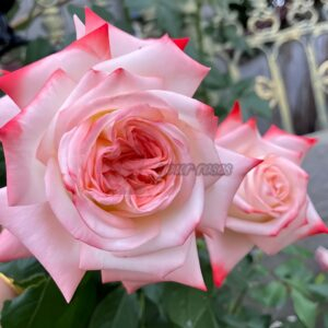 lmperatrice Farah Rose plant丨Your roses