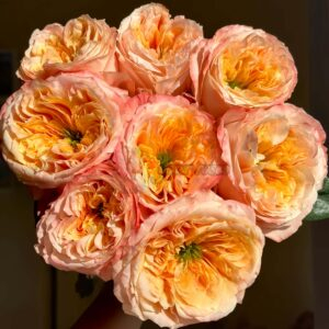 melon xpression Rose plant丨Your roses