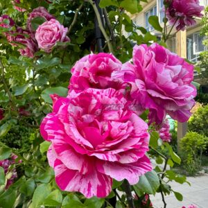 |nes Sastre Rose plant丨Your roses